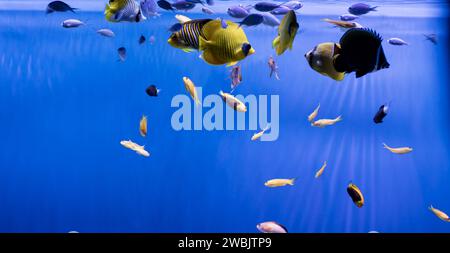 Wunderschön bepflanzte tropische Süßwasser-Aquarium mit Fischen. Fische in einem Aquarium, Nahaufnahme Stockfoto