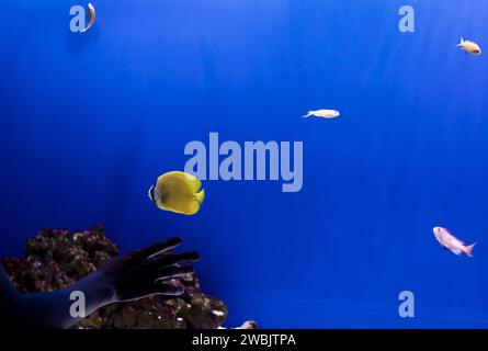 aquarium farbenfrohe Fische in tiefblauem Wasser Stockfoto