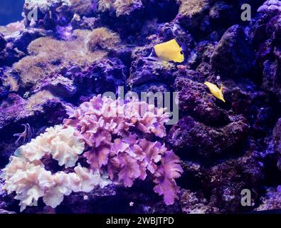 Fantastische Unterwasserwelt mit Korallenriffen und Fischen im Aquarium Stockfoto