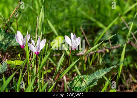 Rosafarbene wilde Cyclamen-Blüten in der natürlichen Umgebung auf einem verschwommenen Hintergrund Stockfoto