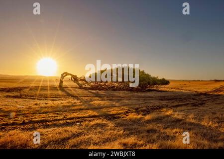 Ein atemberaubender Sonnenuntergang wirft einen lehnenden Baum in Westaustralien Stockfoto