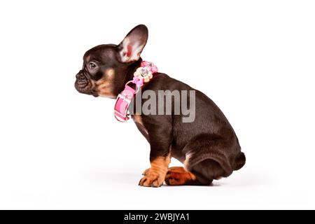 Niedlicher Tan französischer Bulldog Hund Welpe mit rosa Kragen auf weißem Hintergrund Stockfoto