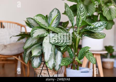 Tropische „Aglaonema Silver Bay“-Zimmerpflanze mit silbernem Muster im Korb mit anderen Zimmerpflanzen in unscharfem Hintergrund Stockfoto