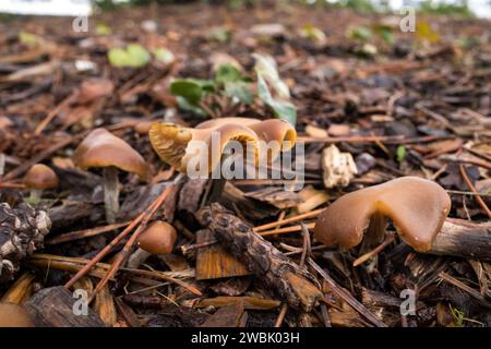 Psilocybe Cyanescens Zauberpilze, die in Hackschnitzeln wachsen. Stockfoto