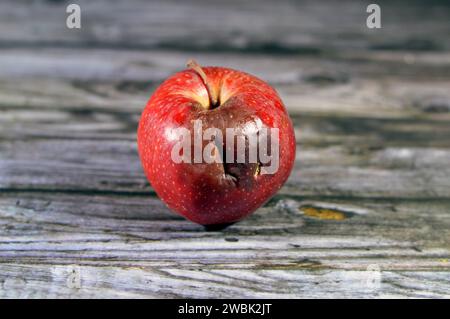 Eine Apfelfrucht mit Schimmel, Schimmel ist eine der Strukturen, die bestimmte Pilze bilden können, Bildung von Sporen, die Pilze sekundäre Metaboliten enthalten, dez Stockfoto