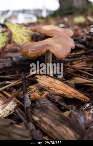 Psilocybe Cyanescens Zauberpilze, die in Hackschnitzeln wachsen. Stockfoto