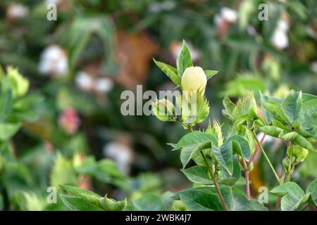 Feine Baumwollblumen-Nahaufnahme zwischen grünem Laub. Israel Stockfoto