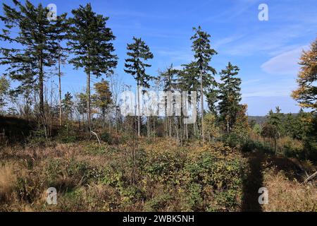 Herbst am Großen Osser im Bayerischen Wald Stockfoto