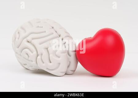 Auf weißem Hintergrund, ein Modell des Gehirns und ein rotes Herz. Gedanken über die Liebe. Stockfoto