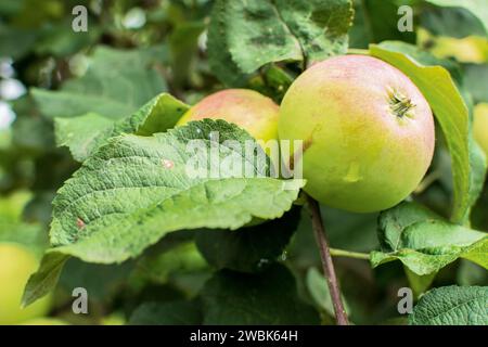 Grüne Äpfel auf dem Baum. Apfelzweig mit Früchten. Auf Ast Nahaufnahme auf dem Hintergrund des Gartens. Landwirtschaft, biologisch, natürlich. Stockfoto