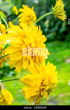 Gelbe Blüten rudbeckia laciniata Goldene Kugel, selektiver Fokus. Der Begriff Landwirtschaft und Natur Stockfoto