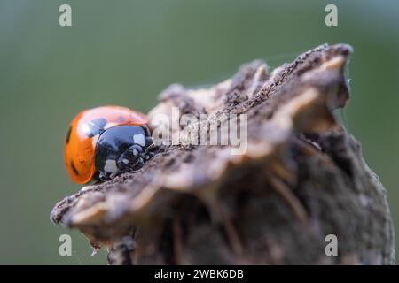 Nahaufnahme eines Coccinella 7-punctata-Marienkopfes auf einem getrockneten Mohnkopf Stockfoto