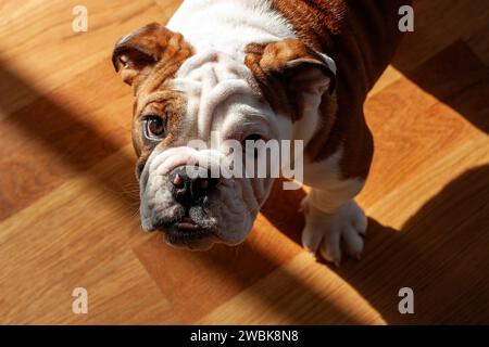 Der Bulldog, ein Symbol der Loyalität, besticht durch sein markantes, faltiges Gesicht und seine muskulöse Struktur. Bekannt für seine freundliche Haltung, dieser Hundebegleiter bri Stockfoto