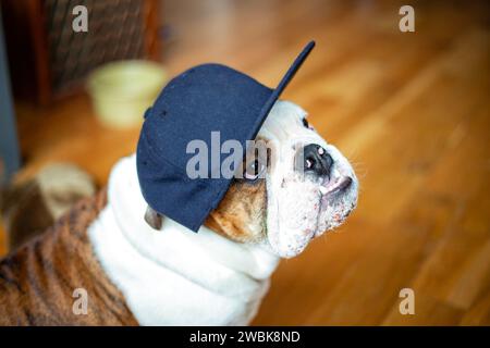 Der Bulldog, ein Symbol der Loyalität, besticht durch sein markantes, faltiges Gesicht und seine muskulöse Struktur. Bekannt für seine freundliche Haltung, dieser Hundebegleiter bri Stockfoto