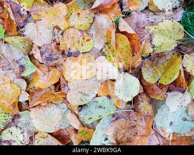Im Herbst Laub auf dem Boden Stockfoto
