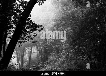 Ein wenig Nebel am frühen Morgen im Wald in den Baumkronen, Deutschland im Herbst, schwarz-weiß Stockfoto