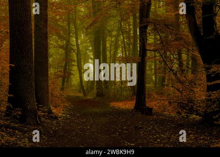 Waldweg an einem nassen und leicht nebligen frühen Morgen, Herbstfarben Stockfoto