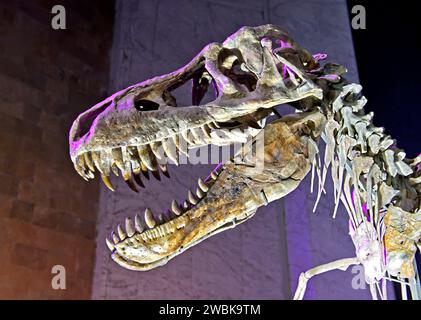 Kopf eines Tarbosaurus Bataar Dinosauriers, Mongolisches Zentralmuseum der Dinosaurier, Naturkundemuseum, Ulaanbaatar, Mongolei Stockfoto