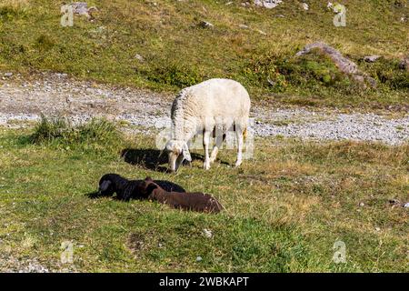 Mutterschafe und zwei Lämmer, Staudamm am Naßfeld, Großglockner Hochalpenstraße, Nationalpark hohe Tauern, Österreich, Europa Stockfoto