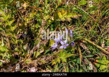 Fransen-Enzian, Gentianella, zarte lila Alpenblumen, Kaiser-Panoramaweg, Großglockner Hochalpenstraße, Nationalpark hohe Tauern, Kärnten, Österreich Stockfoto