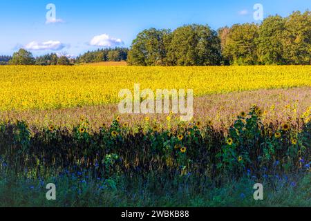 Dachau Hinterland bei Bergkirchen, Landkreis Dachau, Bayern, Deutschland Stockfoto