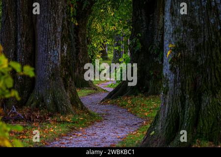 Allee, Steindlallee, Holzkirchen, Oberbayern, Bayern, Deutschland Stockfoto