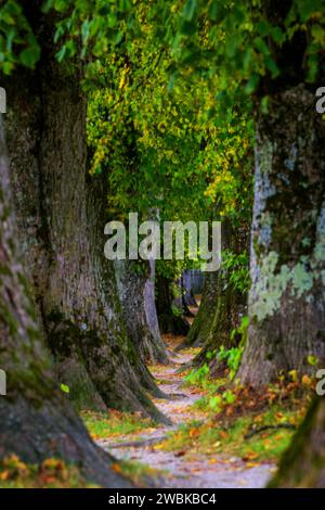 Allee, Steindlallee, Holzkirchen, Oberbayern, Bayern, Deutschland Stockfoto