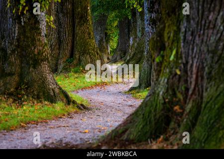 Allee, Steindlallee, Holzkirchen, Oberbayern, Bayern, Deutschland Stockfoto