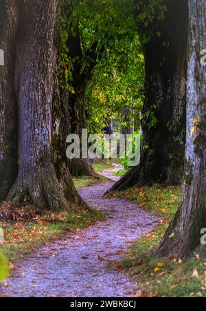 Allee, Steindlallee, Holzkirchen, Oberbayern, Bayern, Deutschland Stockfoto