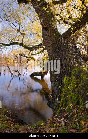 Baum im Schweriner Schlossgarten mit Blick auf Schwerins Innersee, Mecklenburg-Vorpommern, Deutschland, Europa Stockfoto