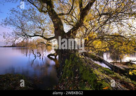 Baum im Schweriner Schlossgarten mit Blick auf Schwerins Innersee, Mecklenburg-Vorpommern, Deutschland, Europa Stockfoto