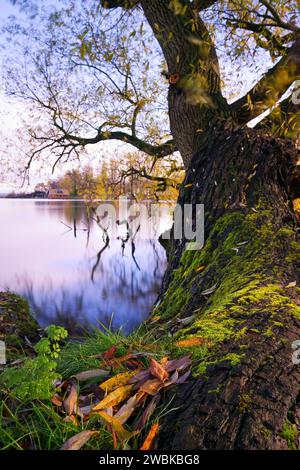 Baum im Schweriner Schlossgarten mit Blick auf Schwerins Innersee, Mecklenburg-Vorpommern, Deutschland, Europa Stockfoto