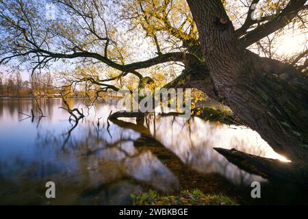 Baum im Schweriner Schlossgarten mit Blick auf Schwerins Innersee, Mecklenburg-Vorpommern, Deutschland, Europa Stockfoto