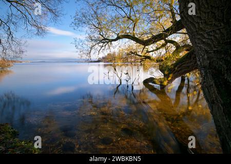 Baum im Schweriner Schlossgarten mit Blick auf Schwerins Innersee, Mecklenburg-Vorpommern, Deutschland, Europa Stockfoto