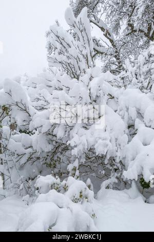 Schneebedeckter Garten im Winter, starker Schneefall, Gefahr des Schneebruchs Stockfoto