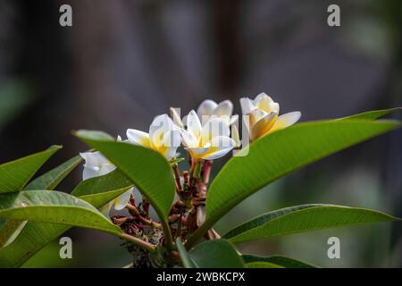 Plumeria, Frangipani blühen auf einem Baum, gelb-weiße Blumen in tropischer Umgebung in Ubud auf Bali in Ubud Stockfoto