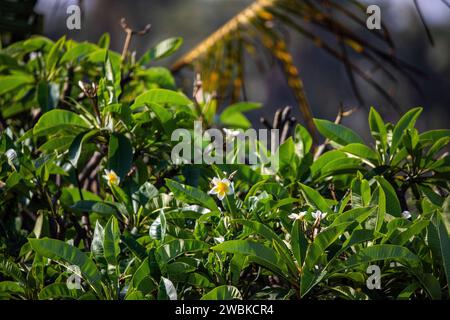 Plumeria, Frangipani-Blüten auf einem Baum, weiß-gelbe Blüten in tropischer Umgebung vor grünem Hintergrund in Ubud, Bali Stockfoto