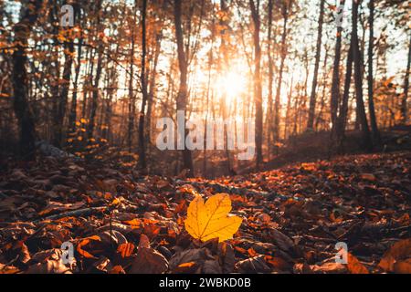 Herbstlaub im Habichtswald bei Kassel, Bodennähe, buntes Laub auf dem Waldboden, ein einzelnes Ahornblatt im Vordergrund, Hintergrund leicht unscharf Stockfoto