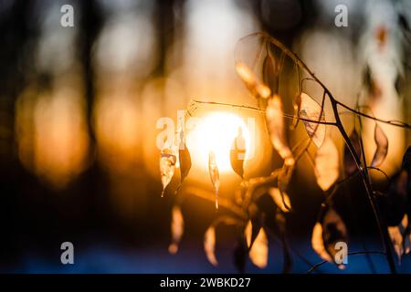 Untergehende Sonne im Wald, die leuchtenden Blätter des Blattes im Vordergrund als Nahaufnahme Stockfoto