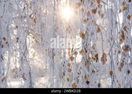 Winteratmosphäre, die verfärbten Blätter der Birke sind an einem eiskalten Morgen mit Frost und Eiskristallen bedeckt, die aufgehende Sonne scheint durch die Äste Stockfoto