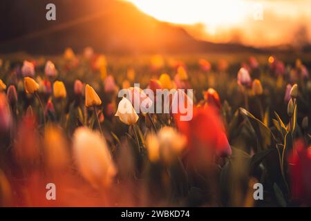 Ein Tulpenfeld bei Sonnenuntergang im Frühling, Nahaufnahme mit verschwommenem Hintergrund Stockfoto