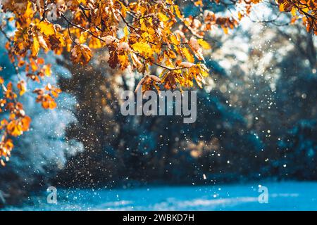 Eiche in Herbstfarben im ersten Schnee im Sonnenlicht tröpfeln morgens die Schneeflocken aus den bunten Blättern Stockfoto