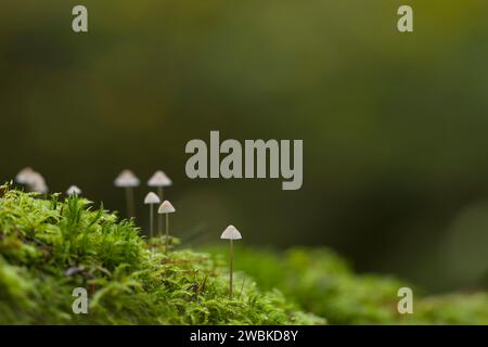 Winzige Hauben (Mycena) in Moos, Deutschland Stockfoto