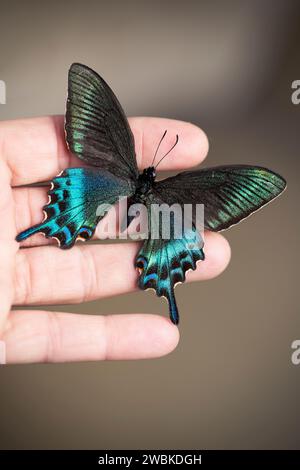 Türkisfarbener Schmetterling auf einer weiblichen Hand Stockfoto