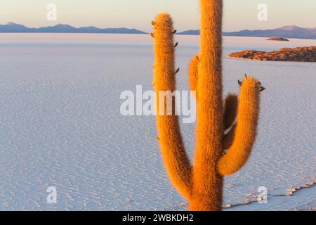 Großer Kaktus auf der Insel Incahuasi, Salzwohnung Salar de Uyuni, Altiplano, Bolivien. Ungewöhnliche Naturlandschaften verlassene Solarreisen Südamerika Stockfoto