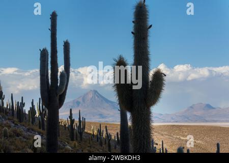 Großer Kaktus auf der Insel Incahuasi, Salzwohnung Salar de Uyuni, Altiplano, Bolivien. Ungewöhnliche Naturlandschaften verlassene Solarreisen Südamerika Stockfoto