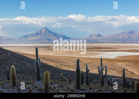 Großer Kaktus auf der Insel Incahuasi, Salzwohnung Salar de Uyuni, Altiplano, Bolivien. Ungewöhnliche Naturlandschaften verlassene Solarreisen Südamerika Stockfoto