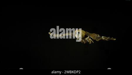 Eurasian Tawny Owl, strix aluco, Adult in Flight, Normandy in France Stockfoto