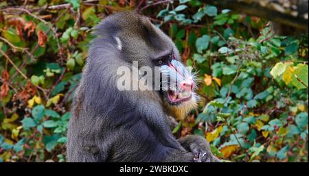 Mandrill, Mandrillus Sphinx, Porträt von männlichen Stockfoto