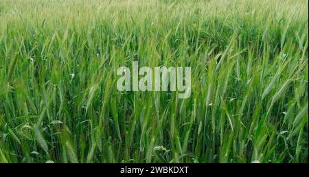 Feld des Bärenweizens, triticum sp., Normandie in Frankreich Stockfoto